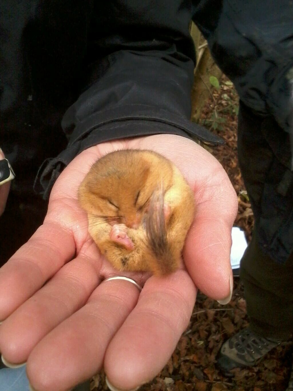 Dormouse